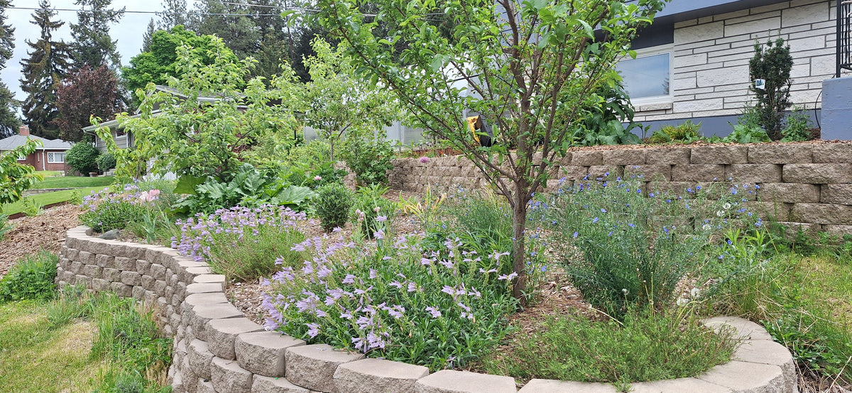 You Can Design Your Own Water-Wise Garden — and You Don't Have to Do It Alone
