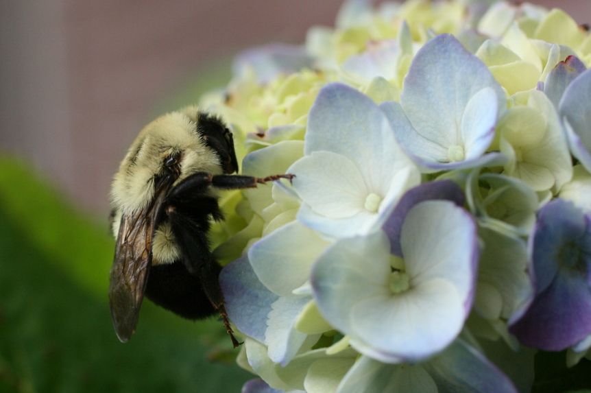 Beeloved Bumblebees