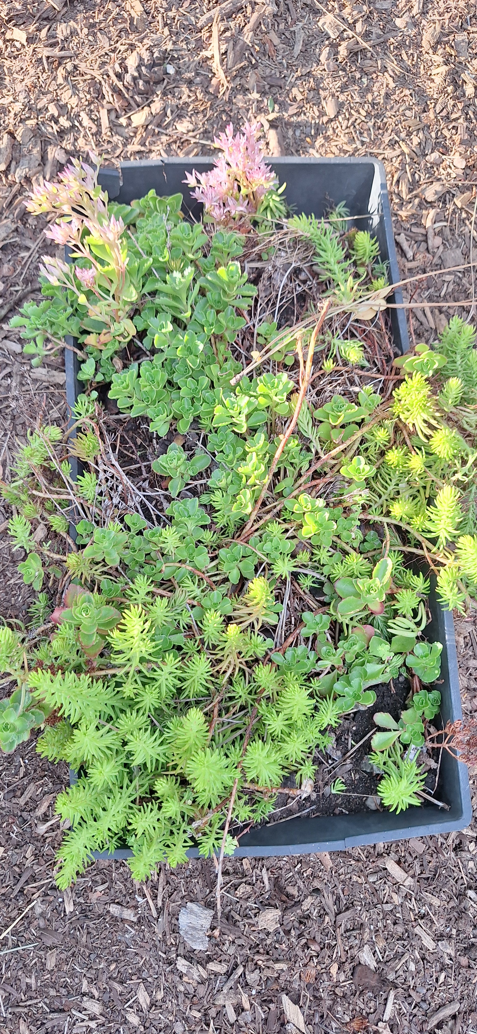 Mixed Stonecrop — 10" × 20" Groundcover Flat
