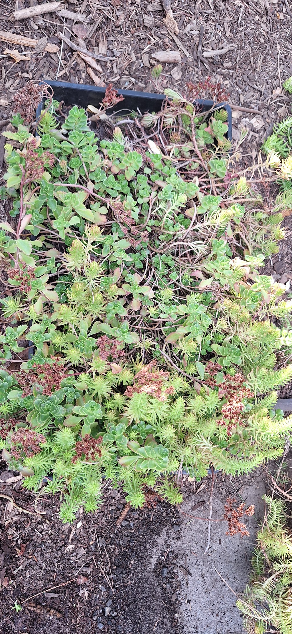 Mixed Stonecrop — 10" × 20" Groundcover Flat