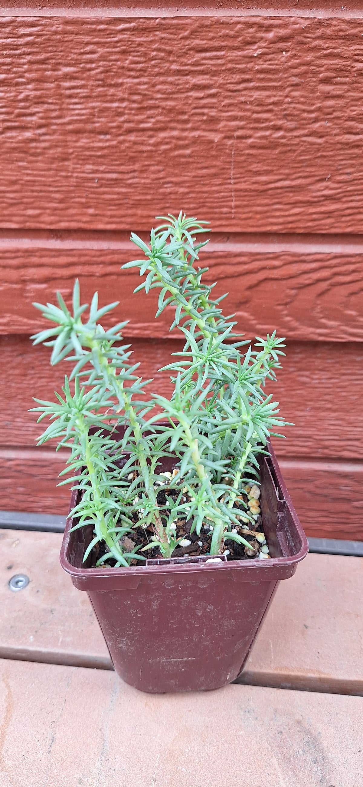 Blue Spruce Sedum