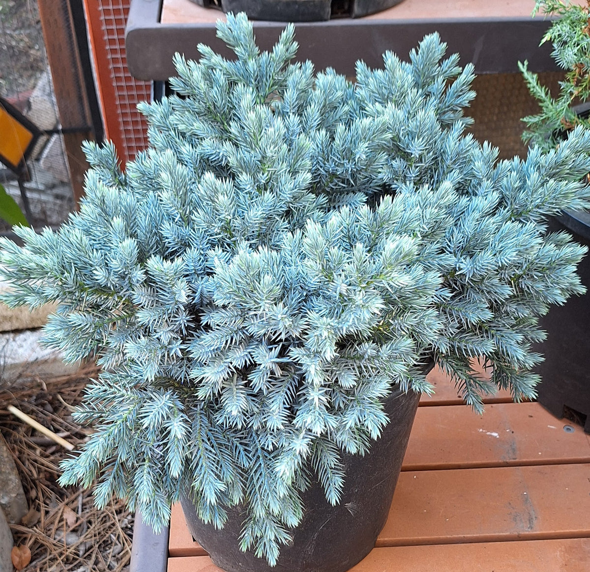 Blue Star Juniper