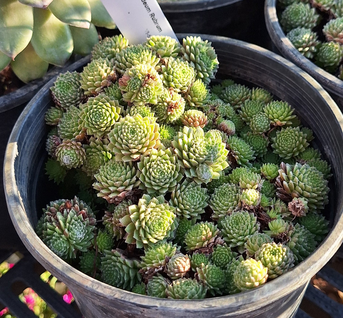 Hens and Chicks - Red Cobweb