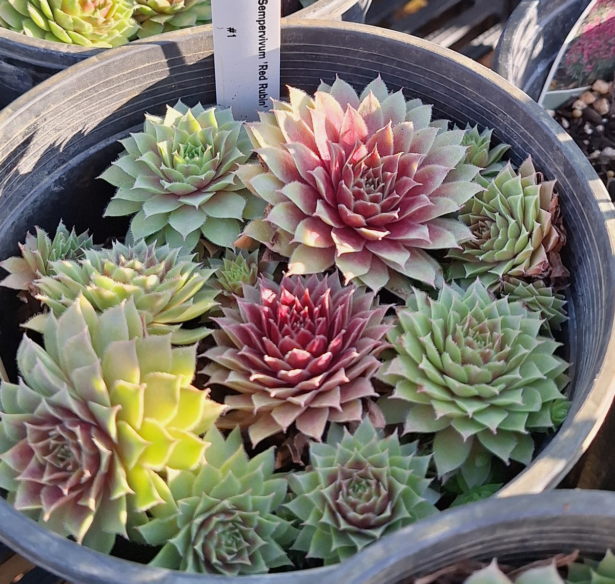Hens & Chicks - Red Rubin