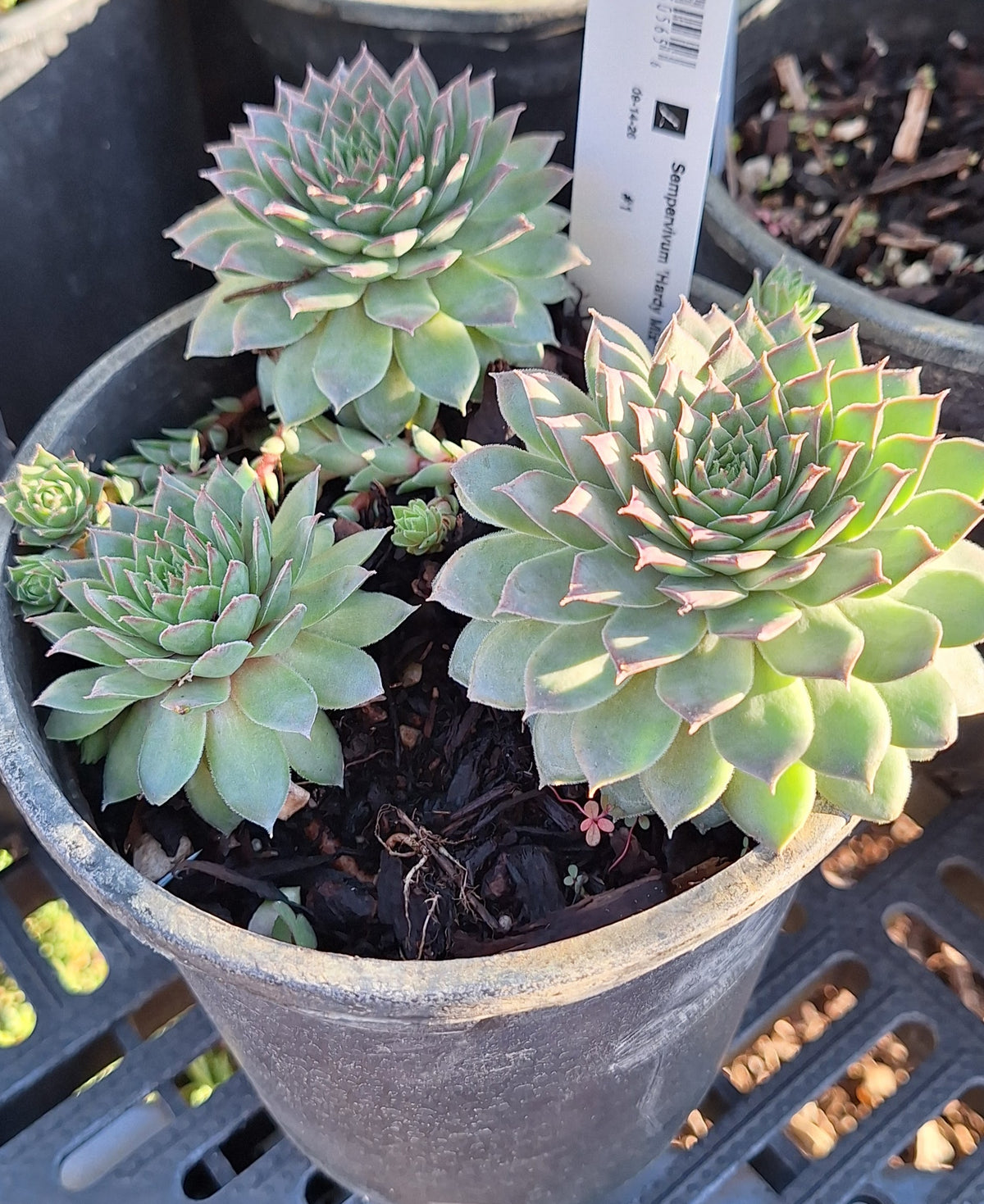 Hens & Chicks - Mixed
