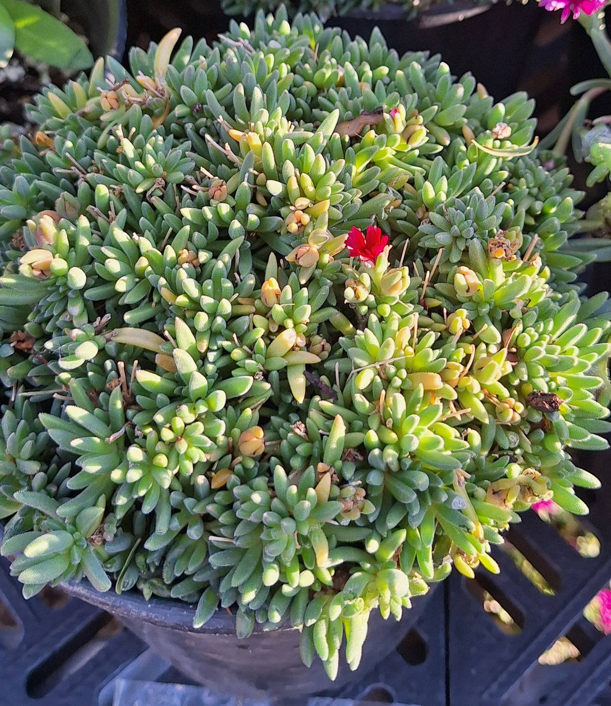 Hardy Ice Plant 'Jewel of the Desert Garnet'