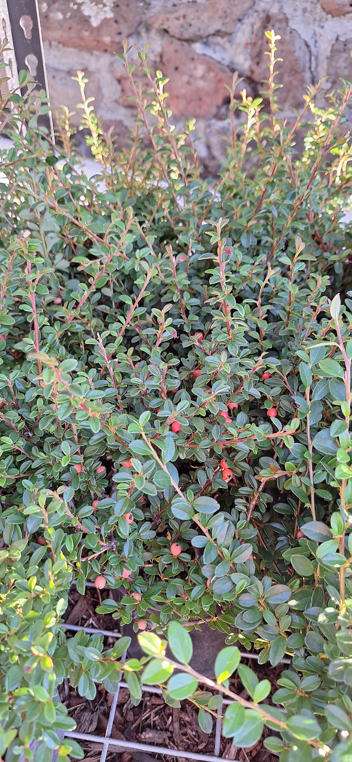 Bearberry Cotoneaster 'Coral Beauty'