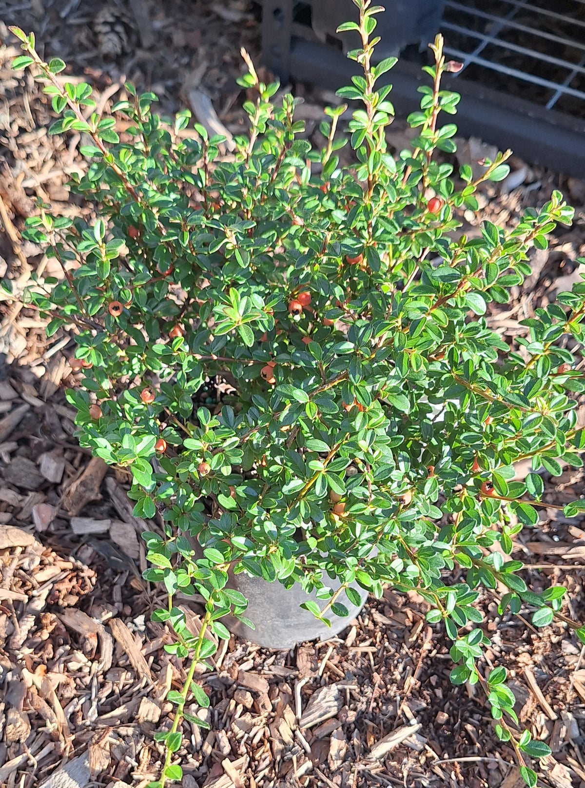 Bearberry Cotoneaster 'Coral Beauty'