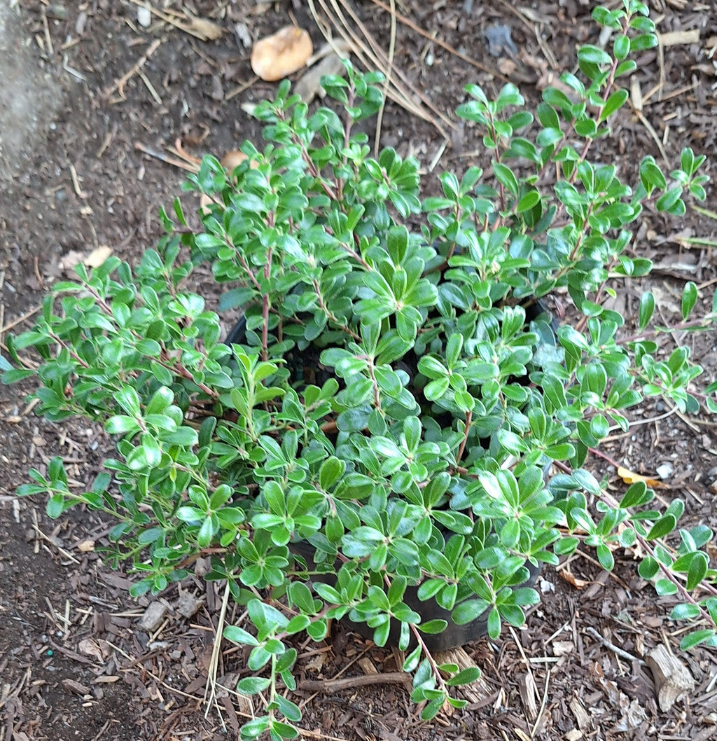 Kinnikinnick 'Massachusetts' / Bearberry