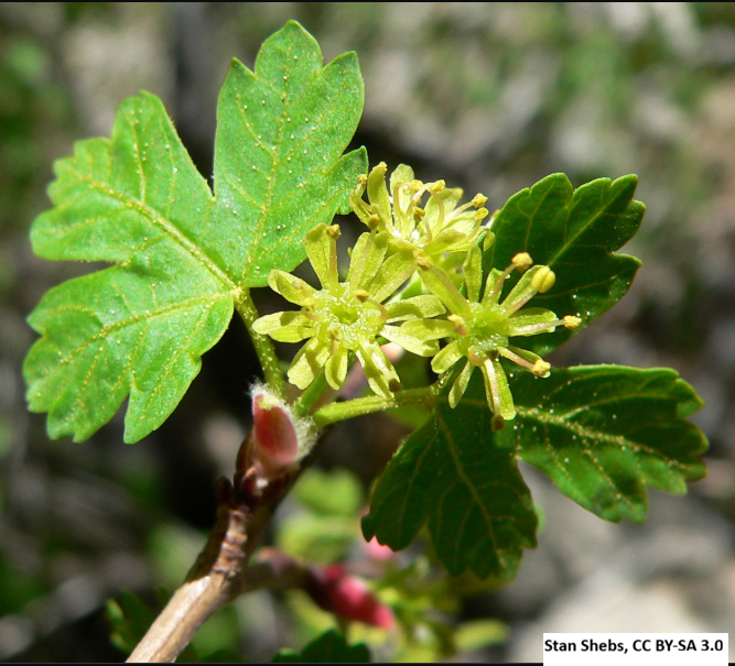 Rocky Mountain Maple