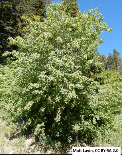 Rocky Mountain Maple