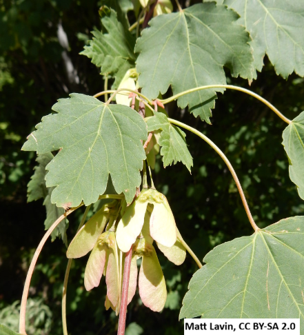 Rocky Mountain Maple