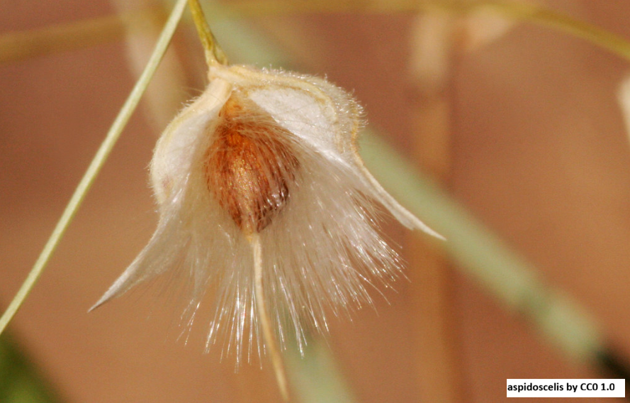 Indian Ricegrass