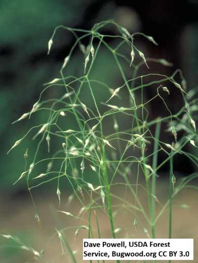 Indian Ricegrass