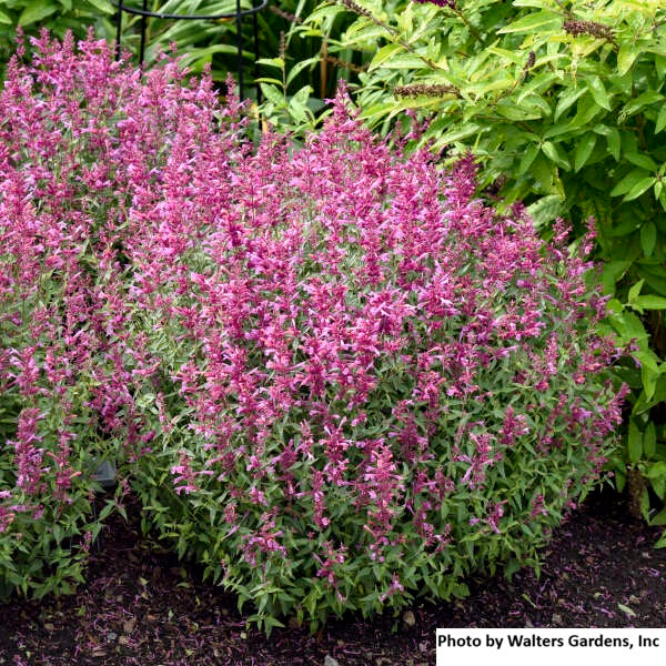 Anise Hyssop ' Rosie Posie'