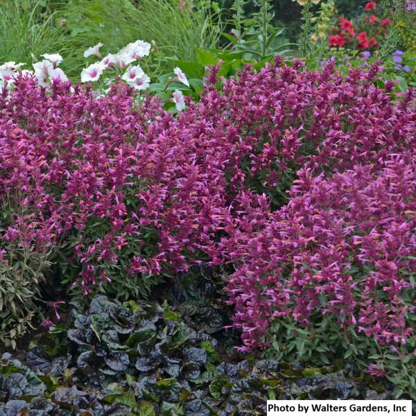 Anise Hyssop ' Rosie Posie'