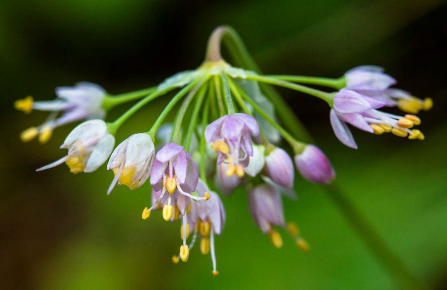 Nodding Onion