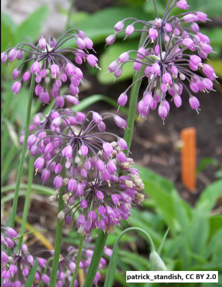Nodding Onion