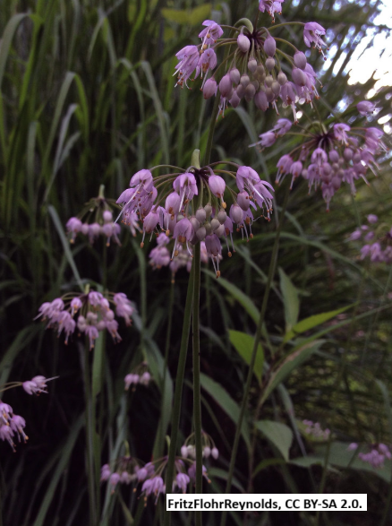 Nodding Onion
