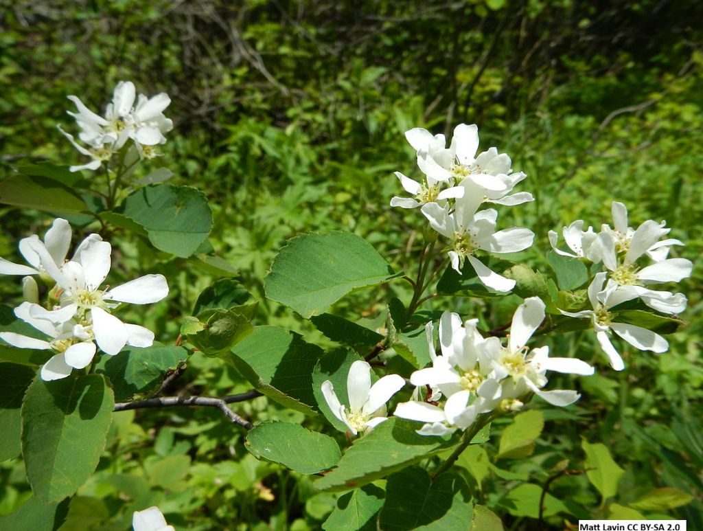 Serviceberry