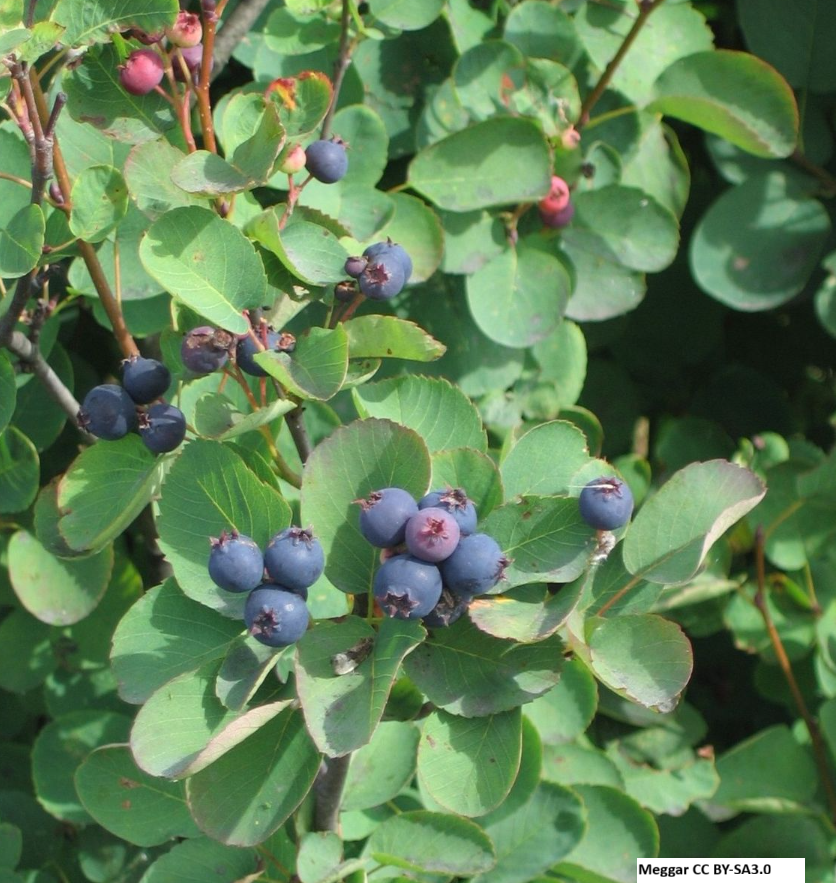 Serviceberry