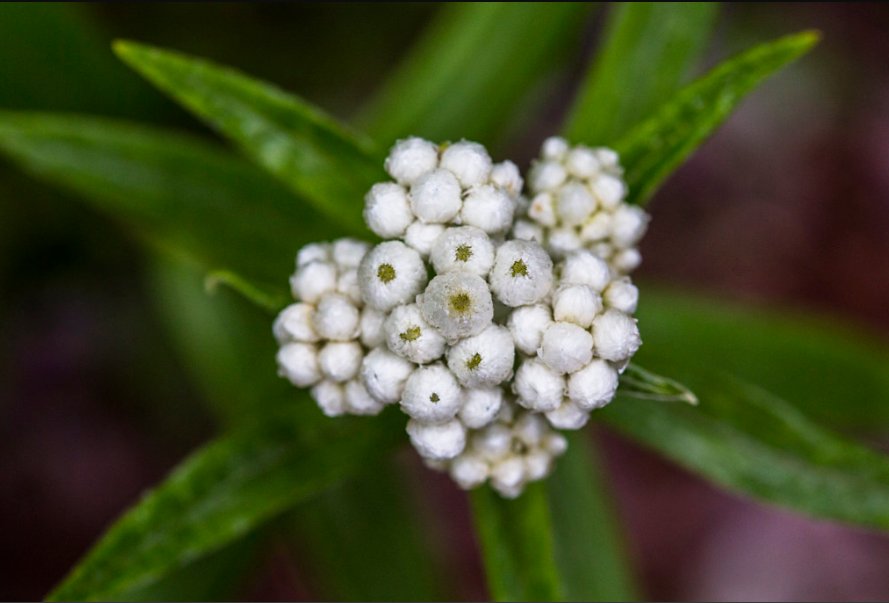 Pearly Everlasting