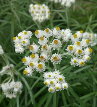 Pearly Everlasting