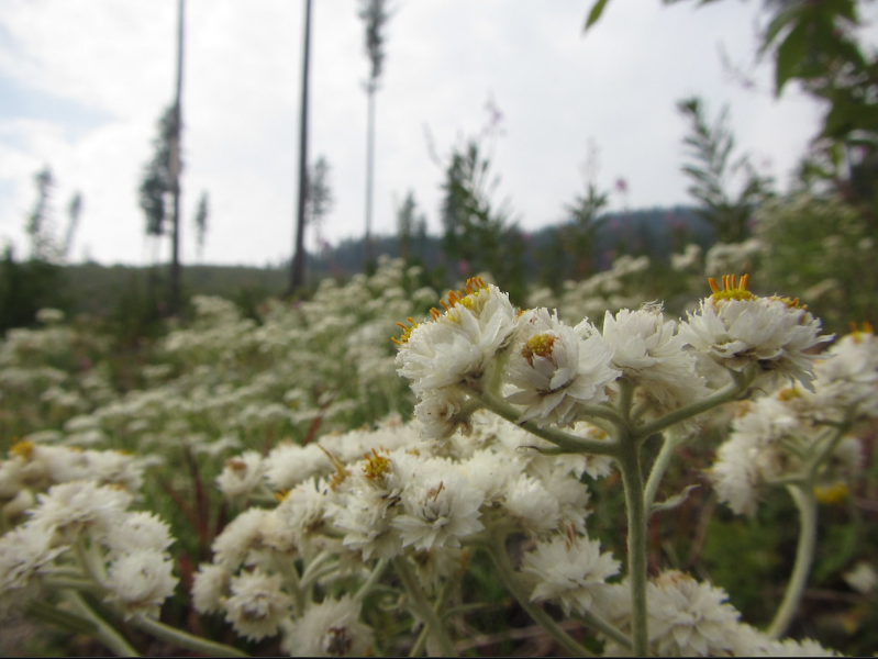 Pearly Everlasting