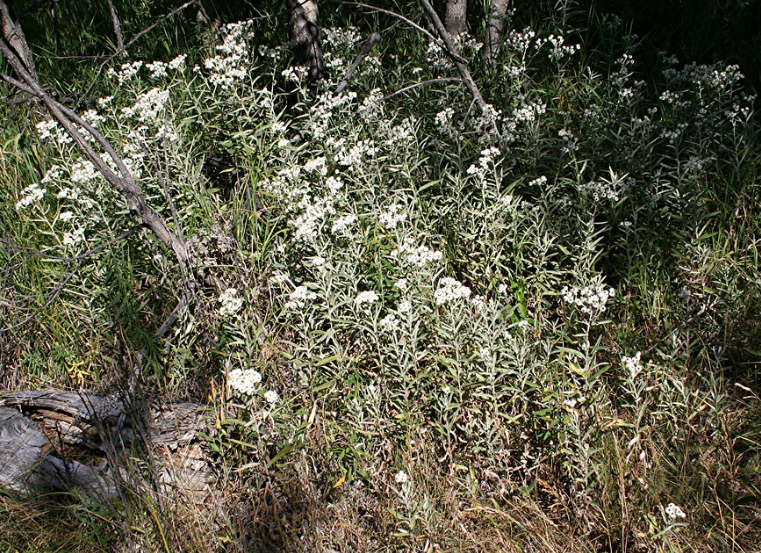 Pearly Everlasting
