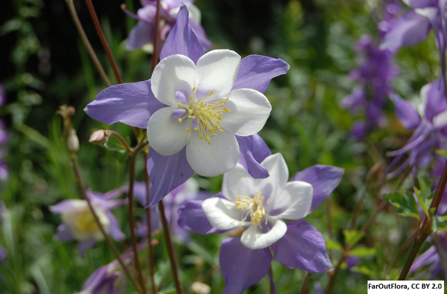 Blue Columbine