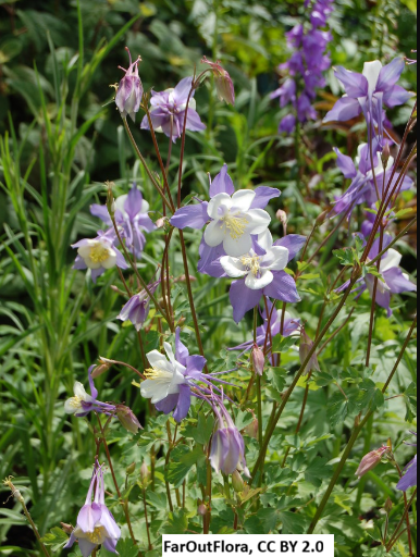 Blue Columbine