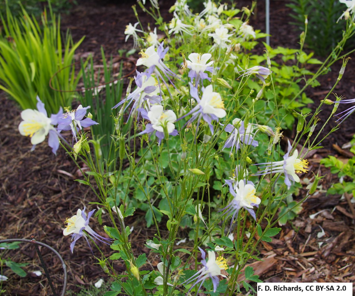 Blue Columbine