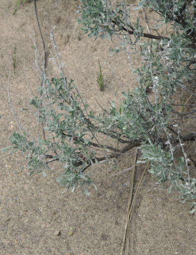 Big Sagebrush