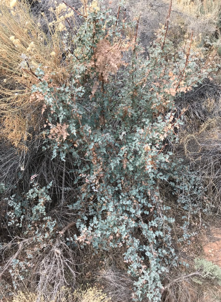 Big Sagebrush