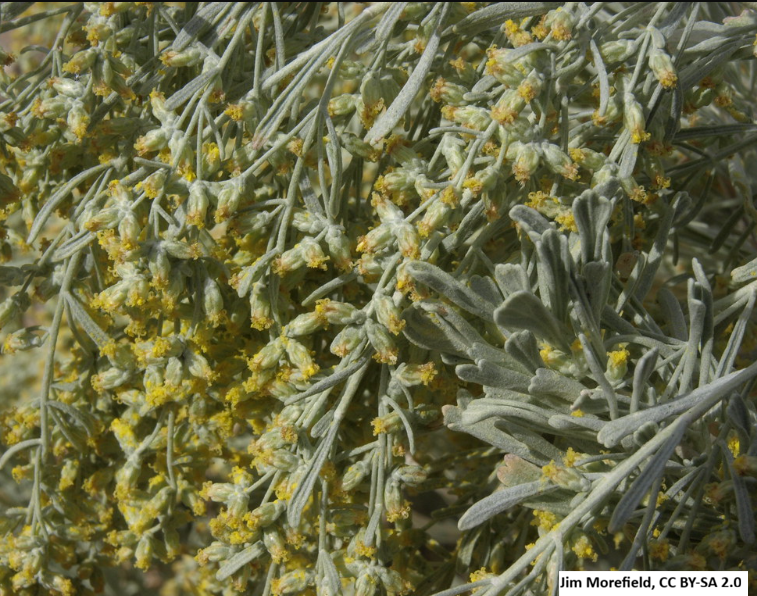 Big Sagebrush