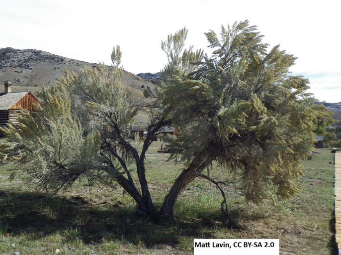 Big Sagebrush