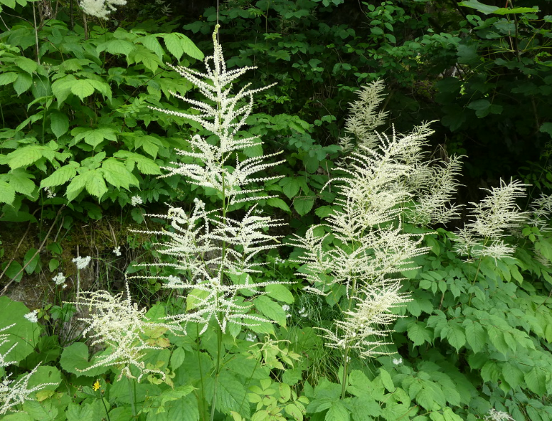 Goatsbeard