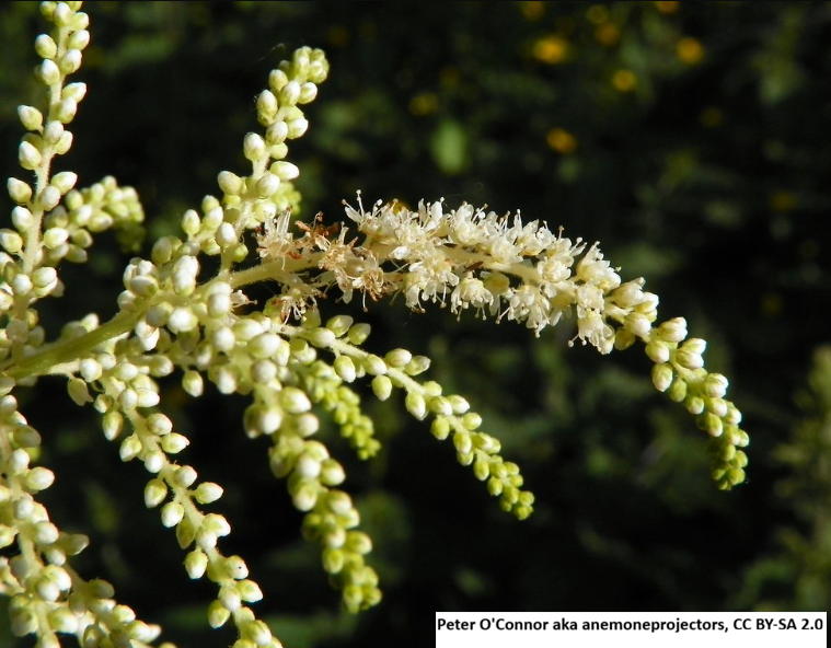 Goatsbeard