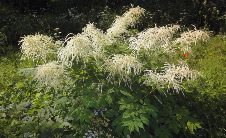 Goatsbeard