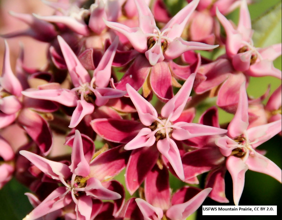 Showy Milkweed