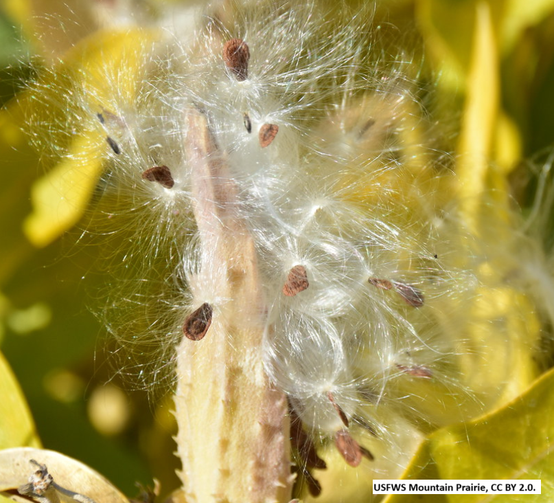 Showy Milkweed