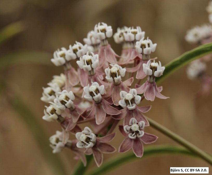Narrowleaf Milkweed