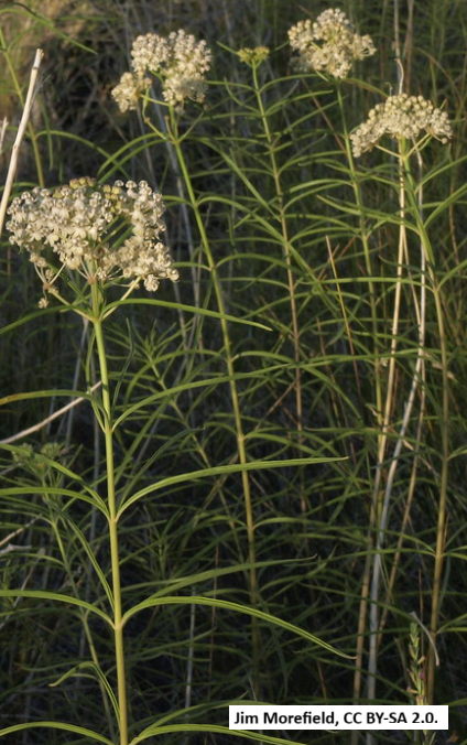 Narrowleaf Milkweed
