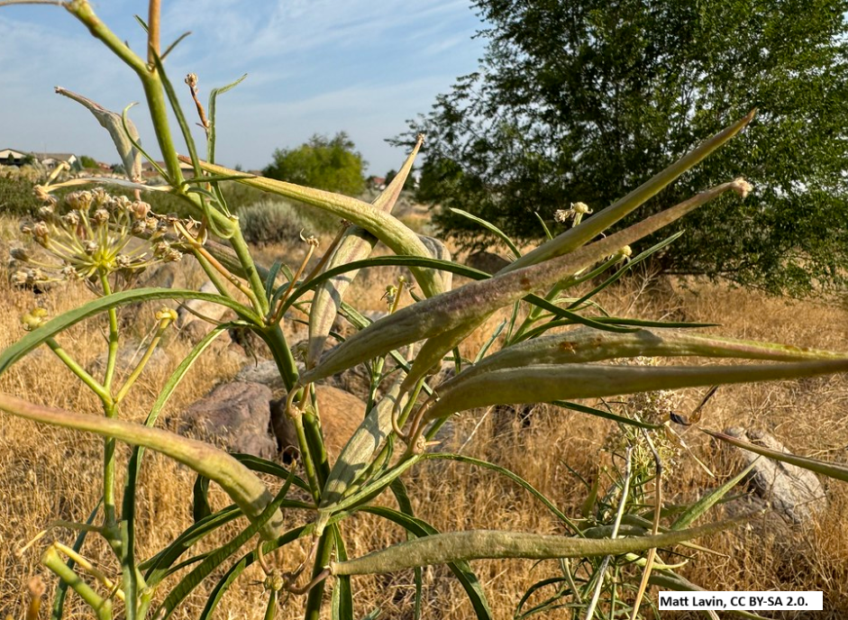 Narrowleaf Milkweed