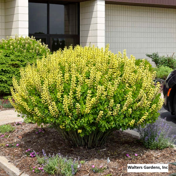 Lemon Meringue False Indigo  |  Decadence® Series