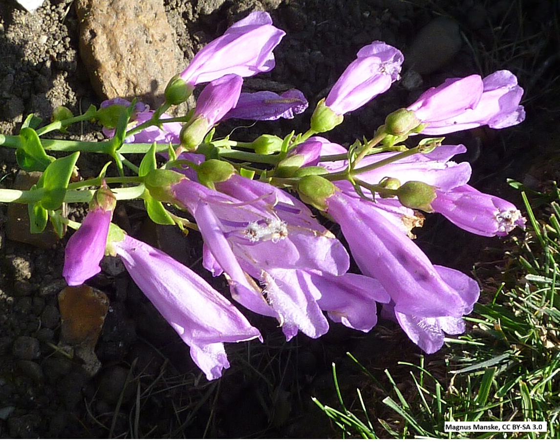 Barrett's Penstemon