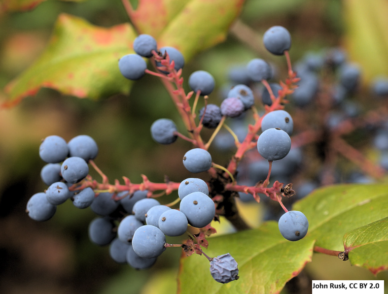 Oregon Grape