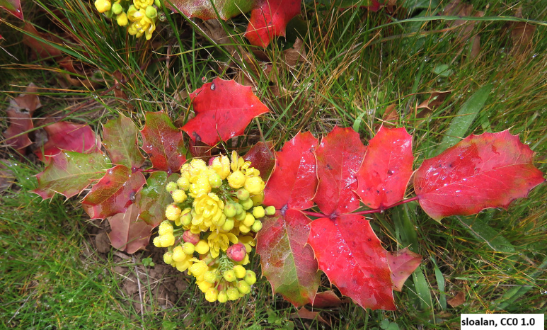 Oregon Grape