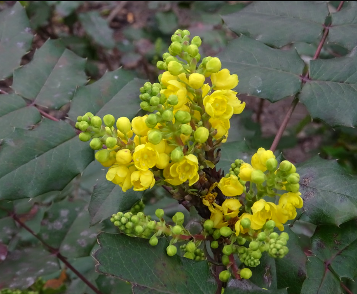 Oregon Grape