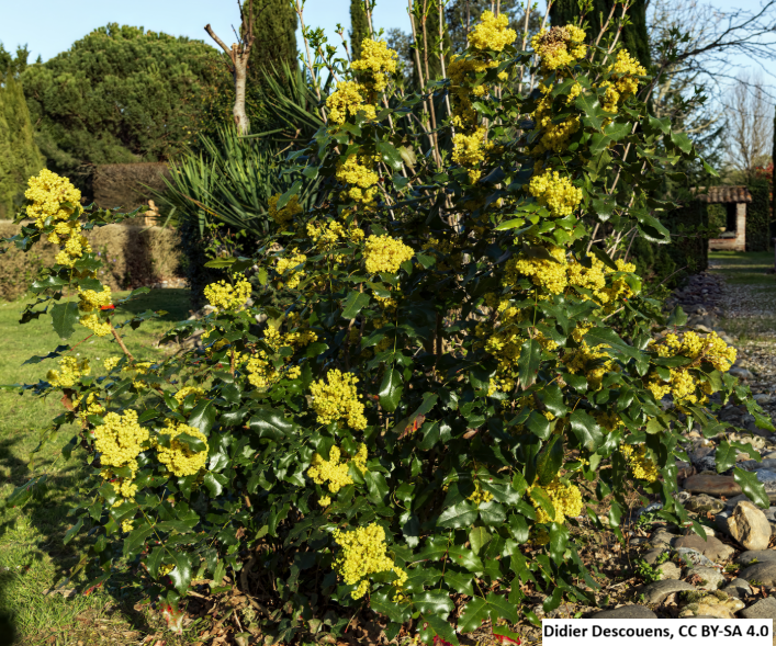 Oregon Grape